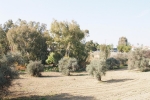 olives_01