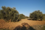 olives_02