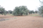 olives_04