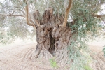 olives_03